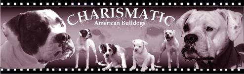Banner Charismaticbulldogs