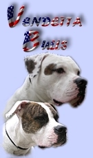 Logo Vendettabulls