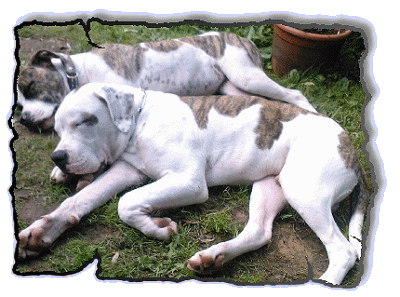 Siesta im Garten