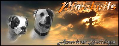 Banner Pfalzbulls